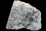 Ammonite (Promicroceras) Cluster - Somerset, England #86278-1